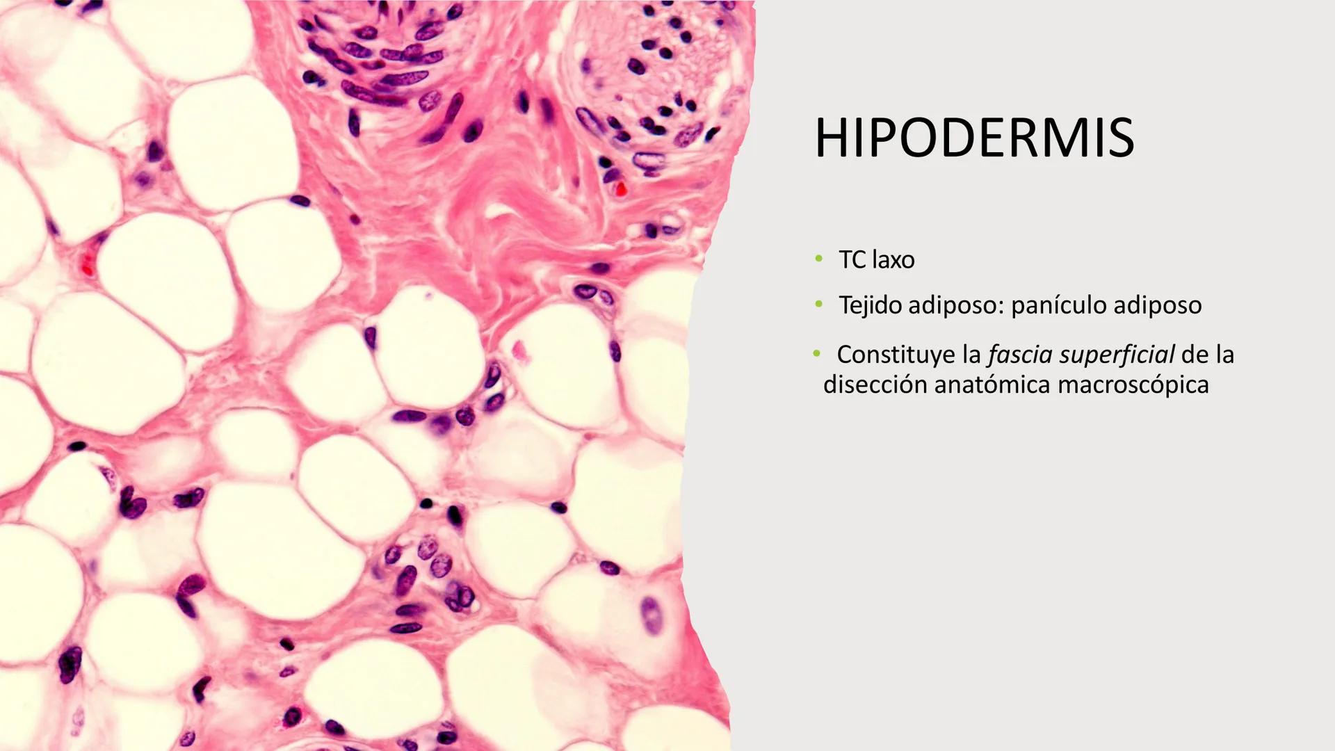 TRANSFORMA TU MUNDO EN
LA U MAS TOP DE LA REGIÓN. TEMA 01
HISTOLOGÍA DEL SISTEMA
TEGUMENTARIO
Curso: Estructura y Función 1
Docente: Silv