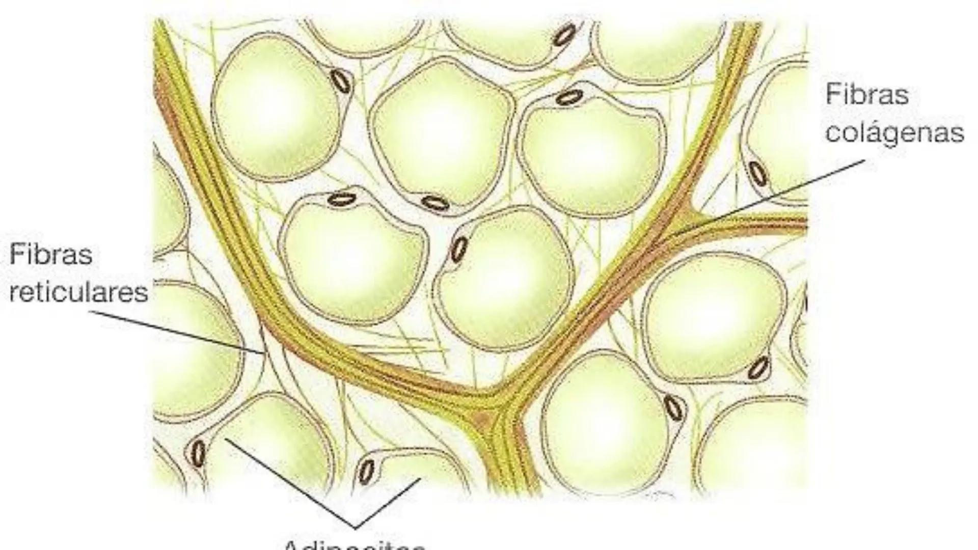TRANSFORMA TU MUNDO EN
LA U MAS TOP DE LA REGIÓN. TEMA 01
HISTOLOGÍA DEL SISTEMA
TEGUMENTARIO
Curso: Estructura y Función 1
Docente: Silv