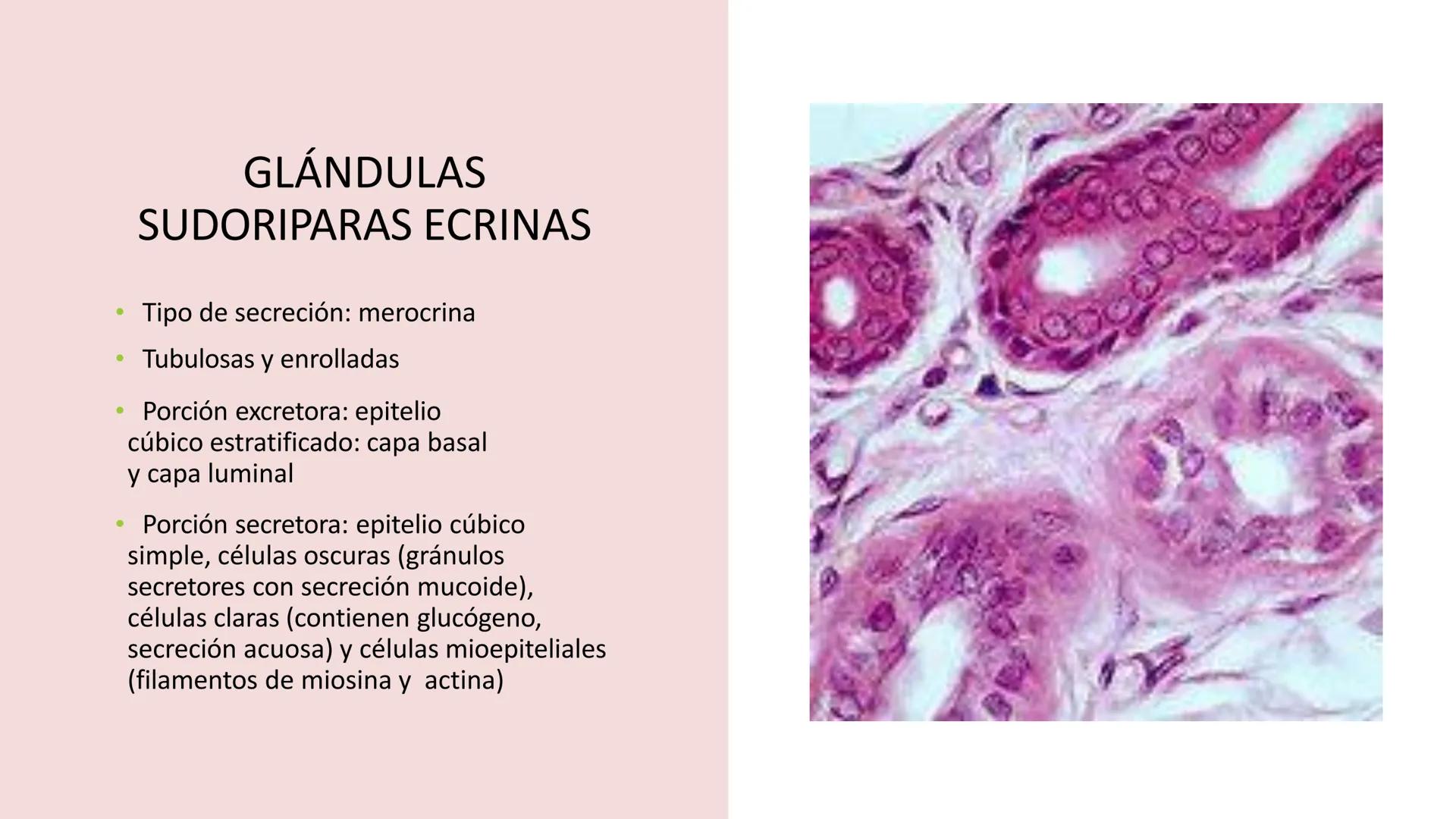 TRANSFORMA TU MUNDO EN
LA U MAS TOP DE LA REGIÓN. TEMA 01
HISTOLOGÍA DEL SISTEMA
TEGUMENTARIO
Curso: Estructura y Función 1
Docente: Silv