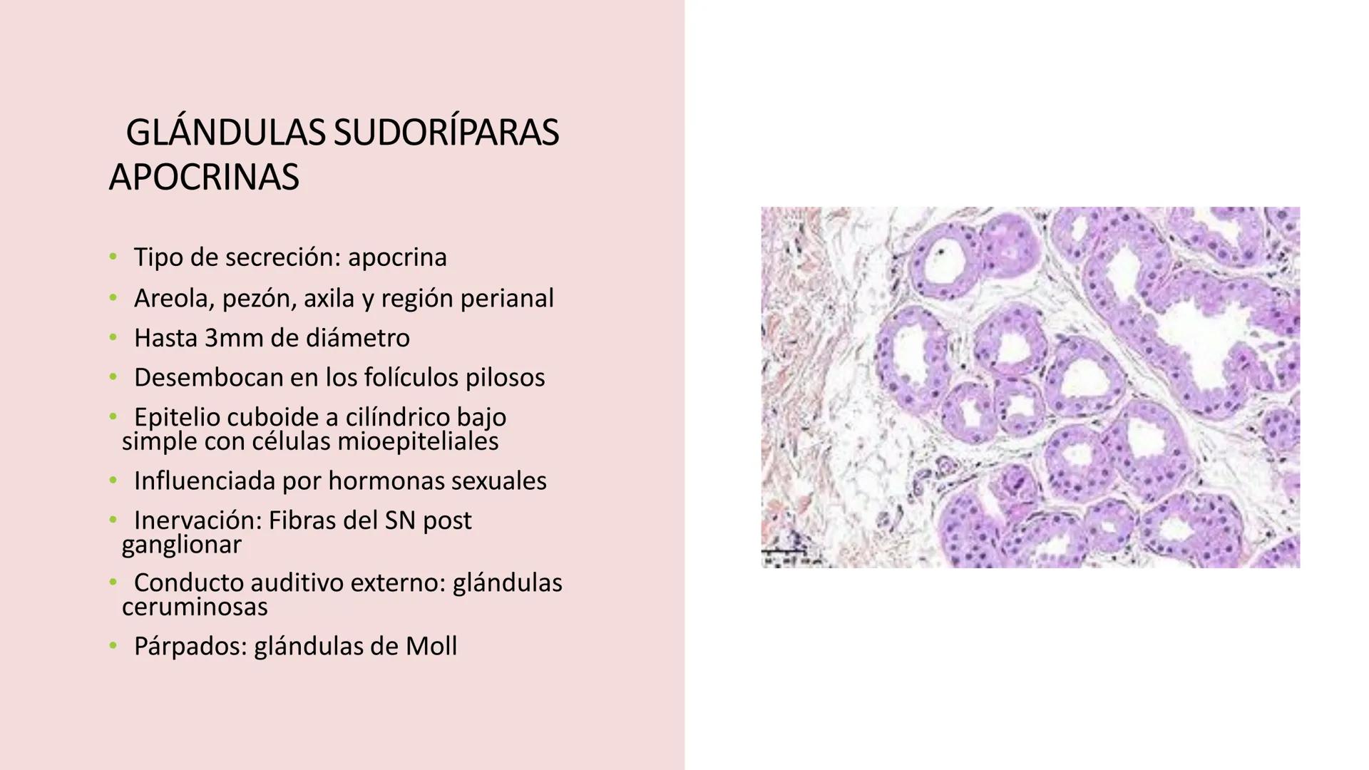 TRANSFORMA TU MUNDO EN
LA U MAS TOP DE LA REGIÓN. TEMA 01
HISTOLOGÍA DEL SISTEMA
TEGUMENTARIO
Curso: Estructura y Función 1
Docente: Silv