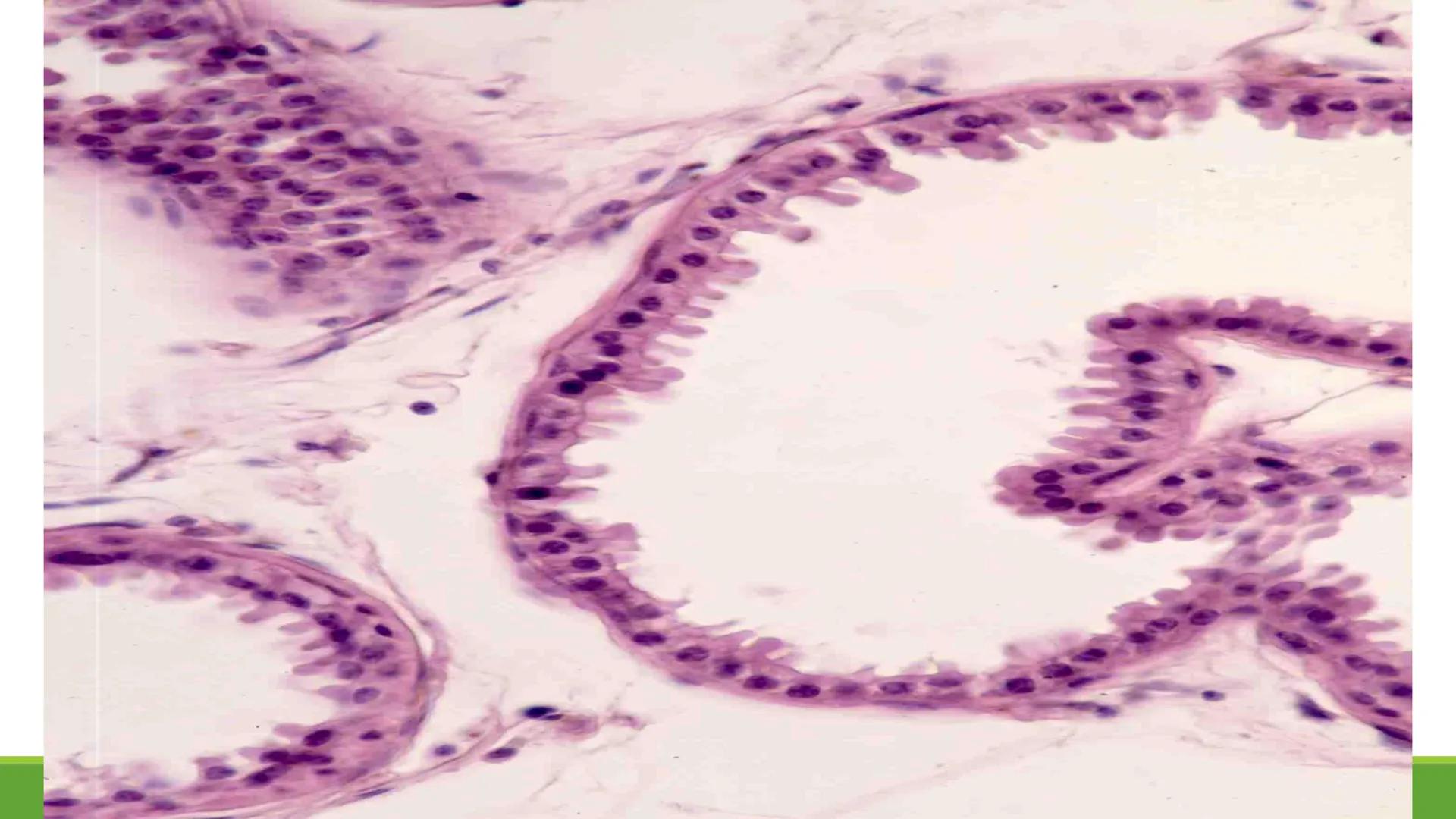 TRANSFORMA TU MUNDO EN
LA U MAS TOP DE LA REGIÓN. TEMA 01
HISTOLOGÍA DEL SISTEMA
TEGUMENTARIO
Curso: Estructura y Función 1
Docente: Silv
