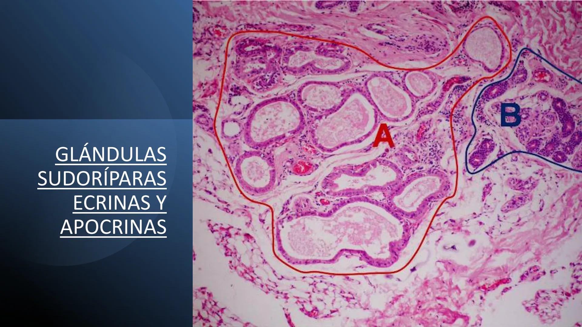 TRANSFORMA TU MUNDO EN
LA U MAS TOP DE LA REGIÓN. TEMA 01
HISTOLOGÍA DEL SISTEMA
TEGUMENTARIO
Curso: Estructura y Función 1
Docente: Silv