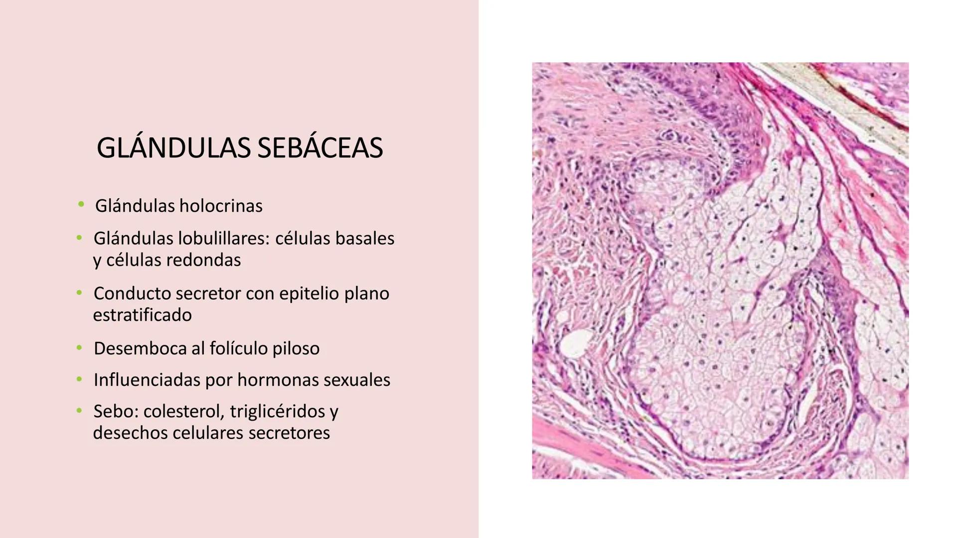 TRANSFORMA TU MUNDO EN
LA U MAS TOP DE LA REGIÓN. TEMA 01
HISTOLOGÍA DEL SISTEMA
TEGUMENTARIO
Curso: Estructura y Función 1
Docente: Silv