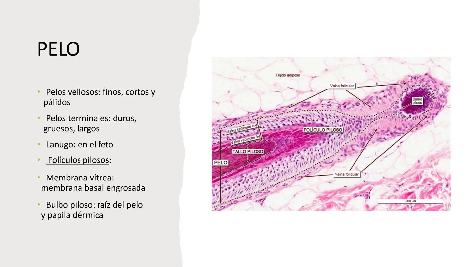 TRANSFORMA TU MUNDO EN
LA U MAS TOP DE LA REGIÓN. TEMA 01
HISTOLOGÍA DEL SISTEMA
TEGUMENTARIO
Curso: Estructura y Función 1
Docente: Silv