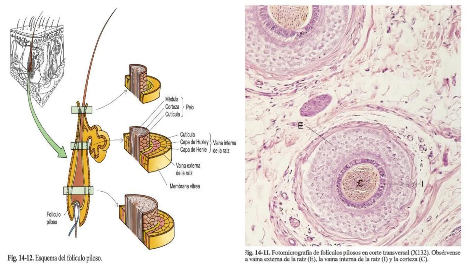 TRANSFORMA TU MUNDO EN
LA U MAS TOP DE LA REGIÓN. TEMA 01
HISTOLOGÍA DEL SISTEMA
TEGUMENTARIO
Curso: Estructura y Función 1
Docente: Silv