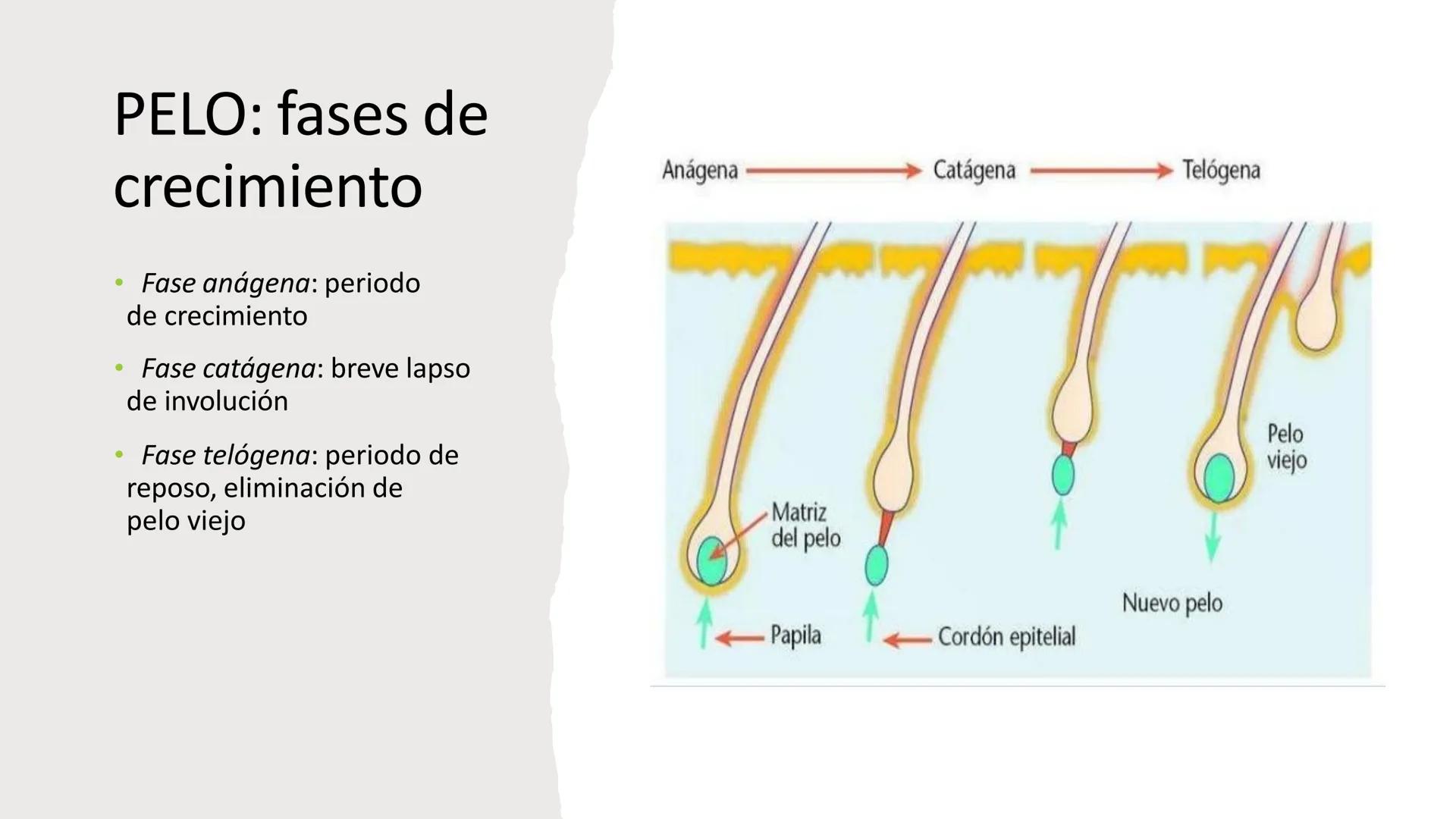 TRANSFORMA TU MUNDO EN
LA U MAS TOP DE LA REGIÓN. TEMA 01
HISTOLOGÍA DEL SISTEMA
TEGUMENTARIO
Curso: Estructura y Función 1
Docente: Silv