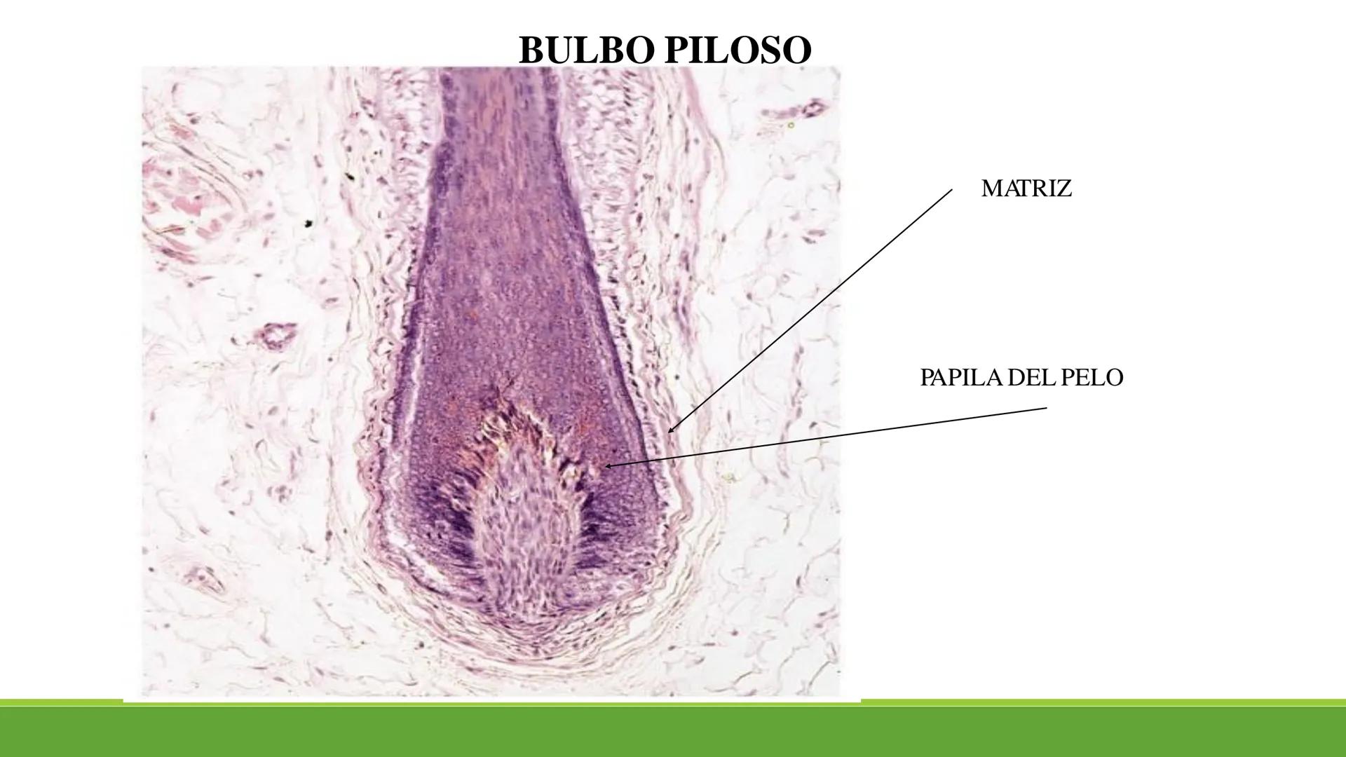 TRANSFORMA TU MUNDO EN
LA U MAS TOP DE LA REGIÓN. TEMA 01
HISTOLOGÍA DEL SISTEMA
TEGUMENTARIO
Curso: Estructura y Función 1
Docente: Silv