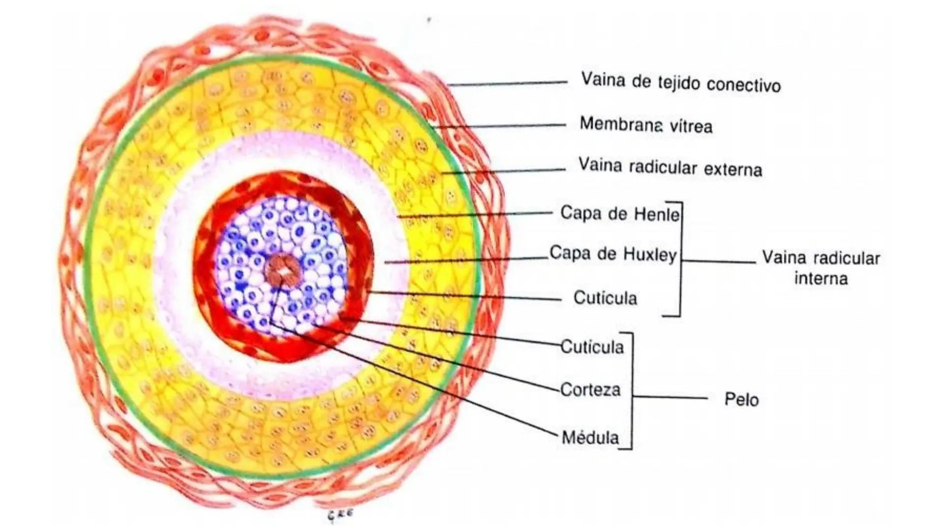 TRANSFORMA TU MUNDO EN
LA U MAS TOP DE LA REGIÓN. TEMA 01
HISTOLOGÍA DEL SISTEMA
TEGUMENTARIO
Curso: Estructura y Función 1
Docente: Silv