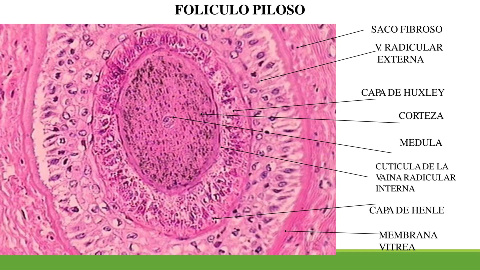 TRANSFORMA TU MUNDO EN
LA U MAS TOP DE LA REGIÓN. TEMA 01
HISTOLOGÍA DEL SISTEMA
TEGUMENTARIO
Curso: Estructura y Función 1
Docente: Silv