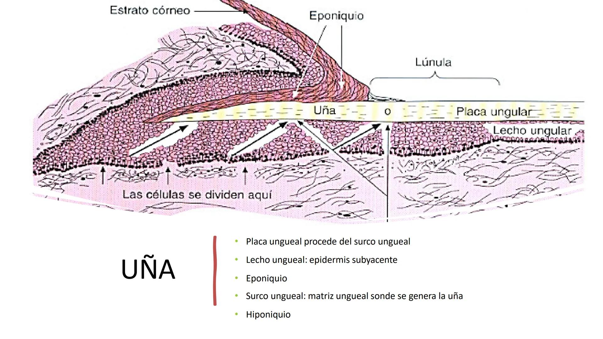 TRANSFORMA TU MUNDO EN
LA U MAS TOP DE LA REGIÓN. TEMA 01
HISTOLOGÍA DEL SISTEMA
TEGUMENTARIO
Curso: Estructura y Función 1
Docente: Silv