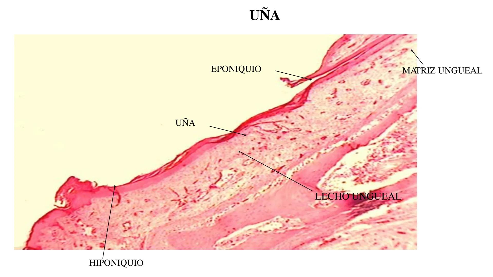 TRANSFORMA TU MUNDO EN
LA U MAS TOP DE LA REGIÓN. TEMA 01
HISTOLOGÍA DEL SISTEMA
TEGUMENTARIO
Curso: Estructura y Función 1
Docente: Silv