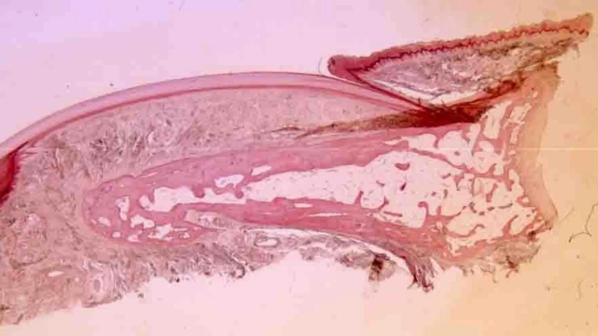TRANSFORMA TU MUNDO EN
LA U MAS TOP DE LA REGIÓN. TEMA 01
HISTOLOGÍA DEL SISTEMA
TEGUMENTARIO
Curso: Estructura y Función 1
Docente: Silv