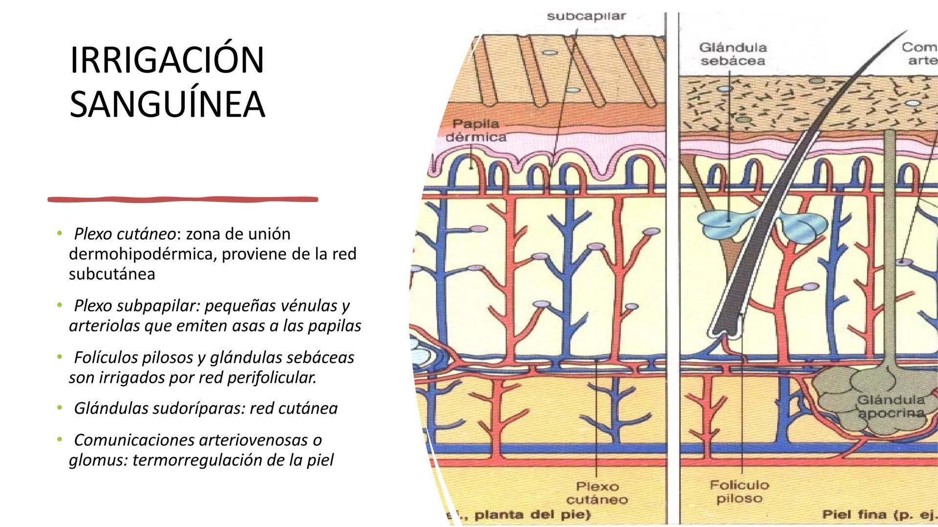 TRANSFORMA TU MUNDO EN
LA U MAS TOP DE LA REGIÓN. TEMA 01
HISTOLOGÍA DEL SISTEMA
TEGUMENTARIO
Curso: Estructura y Función 1
Docente: Silv