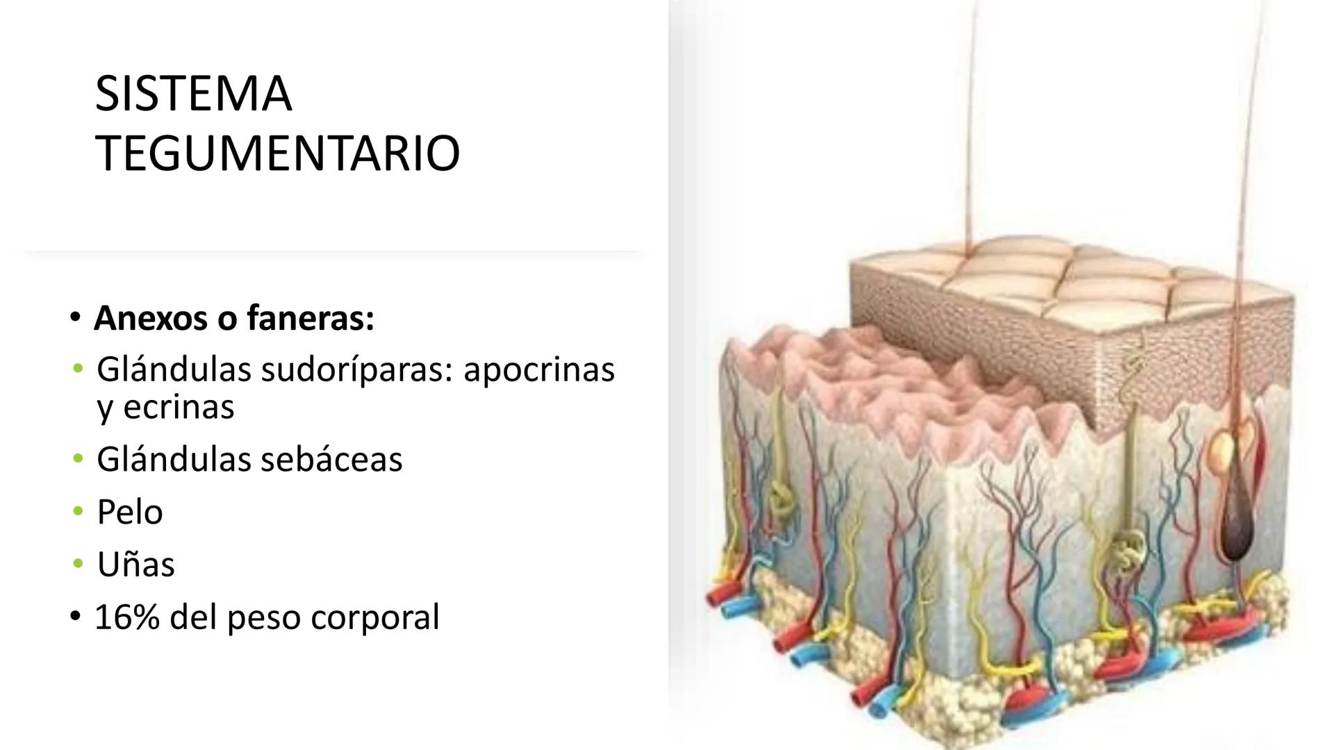 TRANSFORMA TU MUNDO EN
LA U MAS TOP DE LA REGIÓN. TEMA 01
HISTOLOGÍA DEL SISTEMA
TEGUMENTARIO
Curso: Estructura y Función 1
Docente: Silv