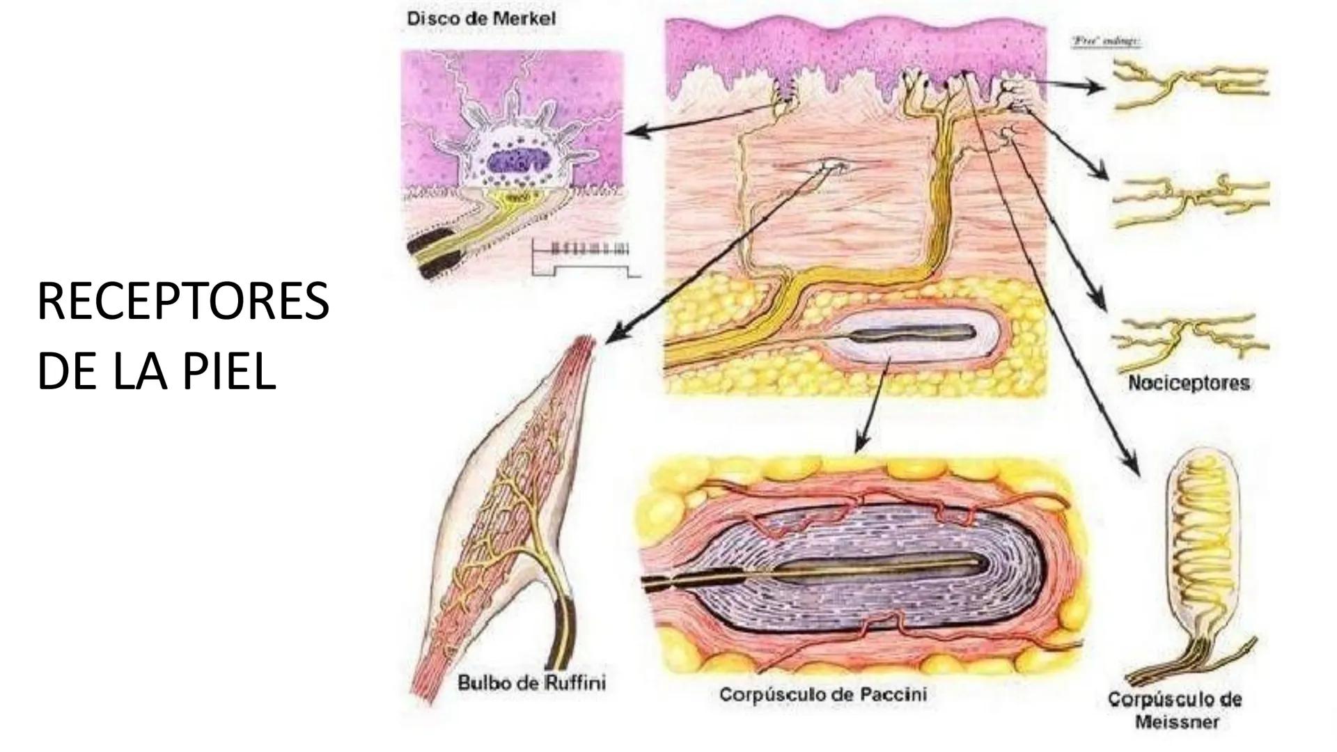 TRANSFORMA TU MUNDO EN
LA U MAS TOP DE LA REGIÓN. TEMA 01
HISTOLOGÍA DEL SISTEMA
TEGUMENTARIO
Curso: Estructura y Función 1
Docente: Silv