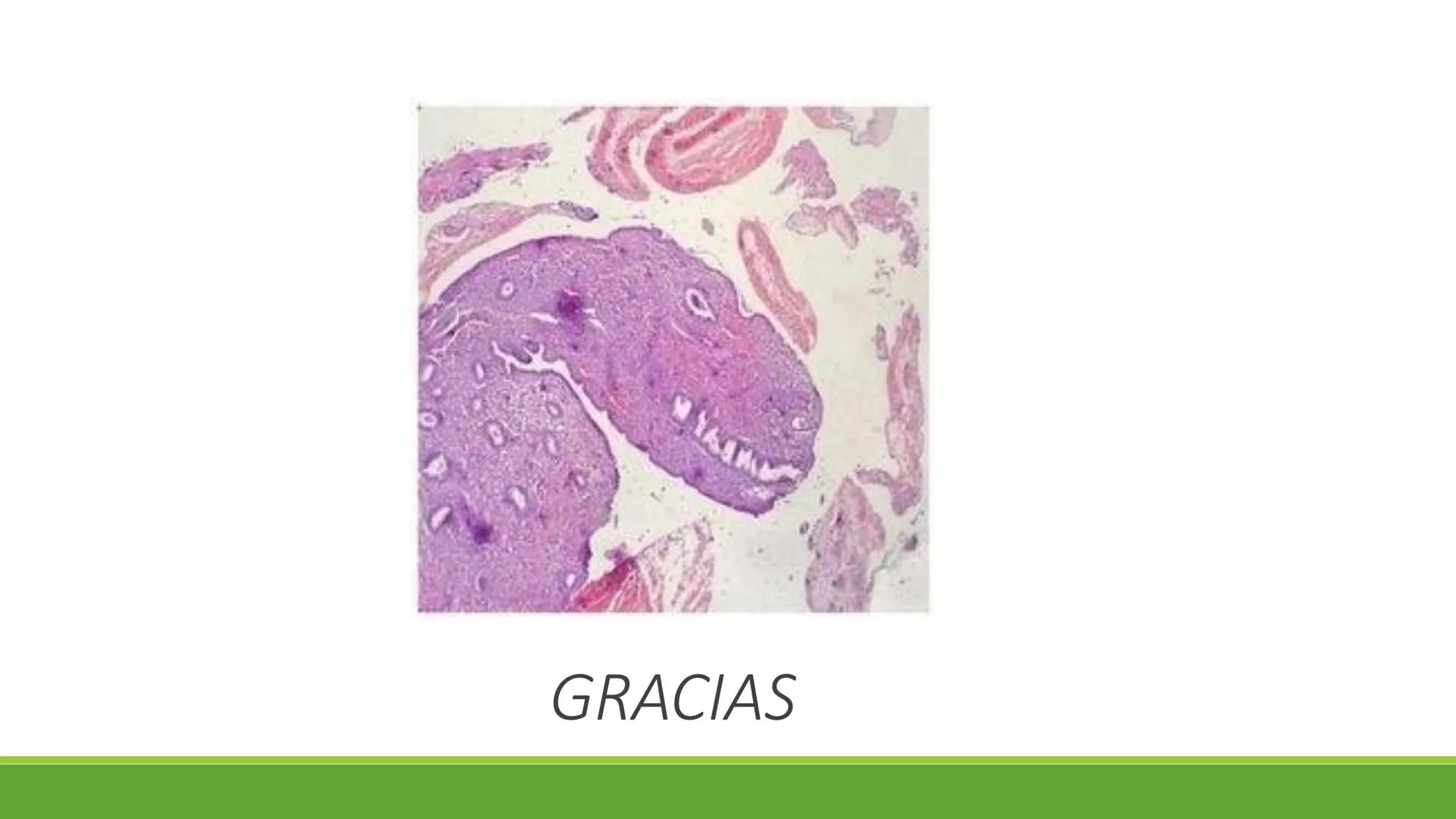 TRANSFORMA TU MUNDO EN
LA U MAS TOP DE LA REGIÓN. TEMA 01
HISTOLOGÍA DEL SISTEMA
TEGUMENTARIO
Curso: Estructura y Función 1
Docente: Silv