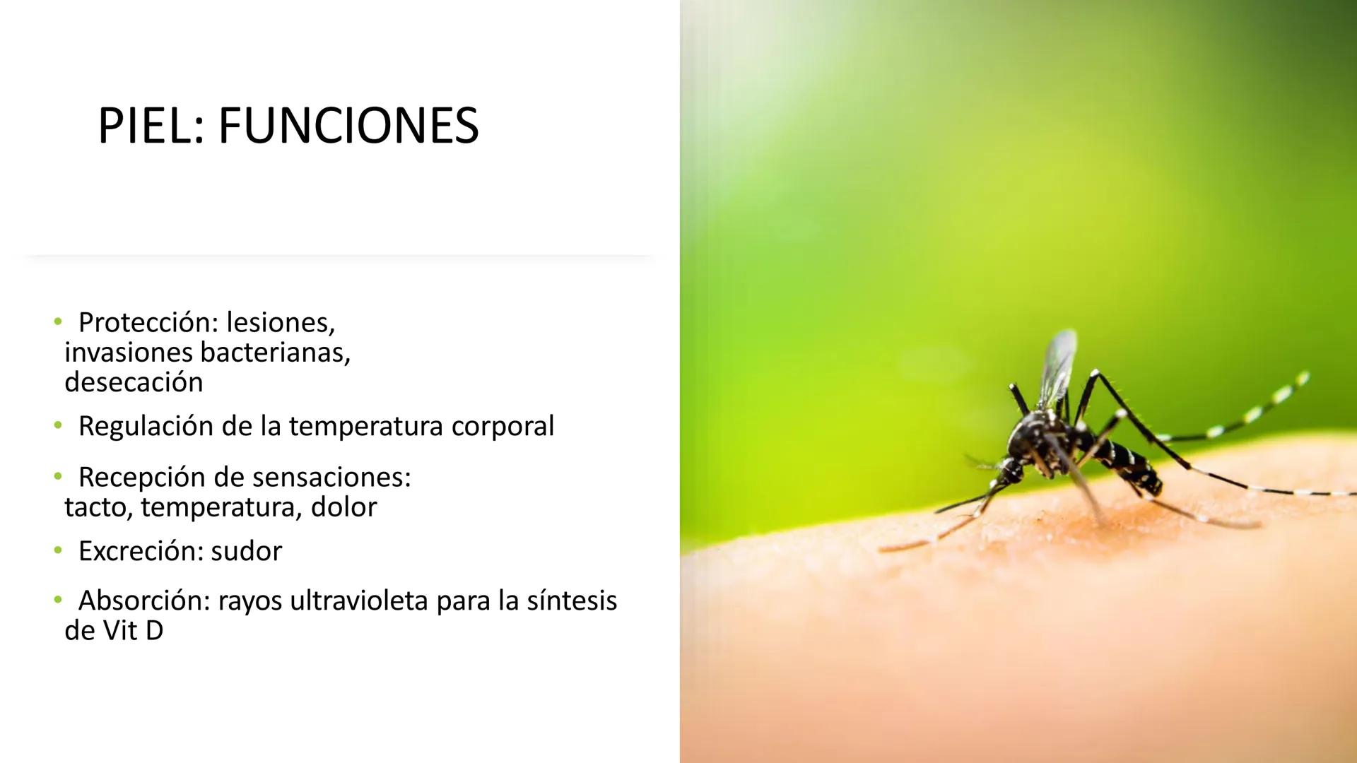 TRANSFORMA TU MUNDO EN
LA U MAS TOP DE LA REGIÓN. TEMA 01
HISTOLOGÍA DEL SISTEMA
TEGUMENTARIO
Curso: Estructura y Función 1
Docente: Silv