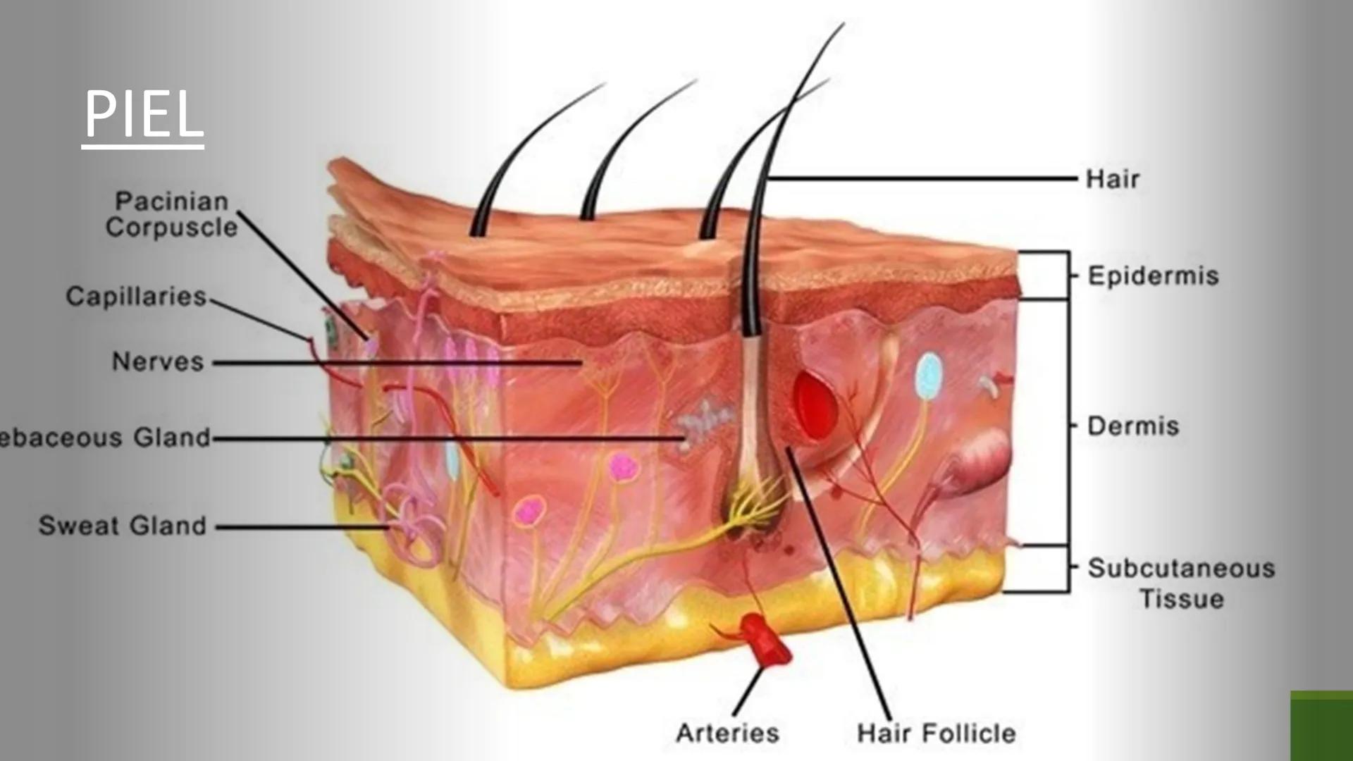 TRANSFORMA TU MUNDO EN
LA U MAS TOP DE LA REGIÓN. TEMA 01
HISTOLOGÍA DEL SISTEMA
TEGUMENTARIO
Curso: Estructura y Función 1
Docente: Silv