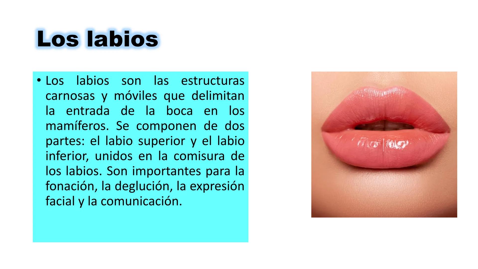 INSTITUTO
DE EDUCACION SUPERIOR TECNOLOGICO PUBLICO
* AYAVIRI *
Anatomía y Fisiología de
la Cavidad Oral
UNIDAD DIDACTICA: SALUD BUCAL # 1.