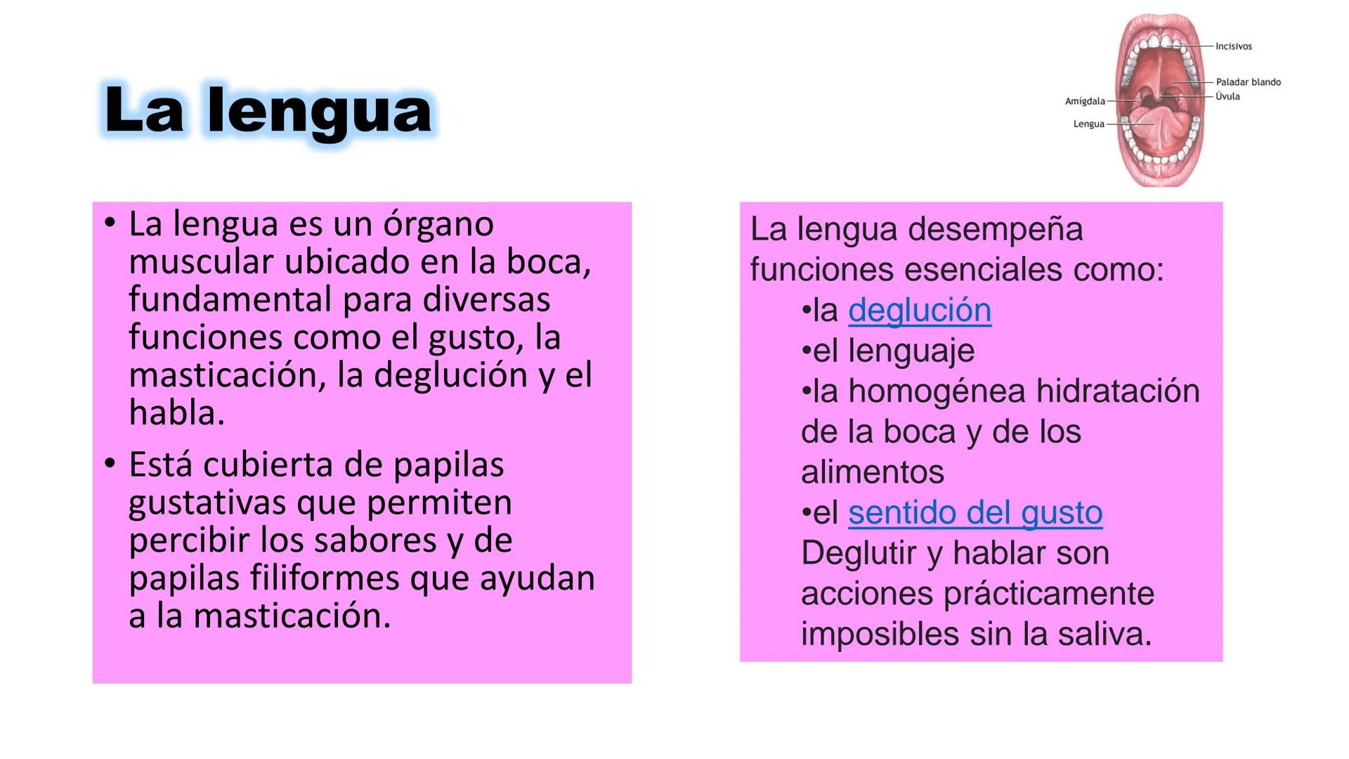 INSTITUTO
DE EDUCACION SUPERIOR TECNOLOGICO PUBLICO
* AYAVIRI *
Anatomía y Fisiología de
la Cavidad Oral
UNIDAD DIDACTICA: SALUD BUCAL # 1.