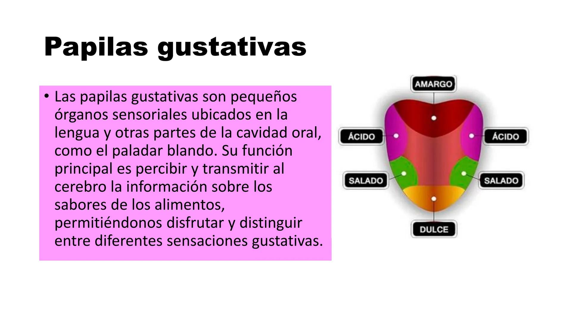 INSTITUTO
DE EDUCACION SUPERIOR TECNOLOGICO PUBLICO
* AYAVIRI *
Anatomía y Fisiología de
la Cavidad Oral
UNIDAD DIDACTICA: SALUD BUCAL # 1.