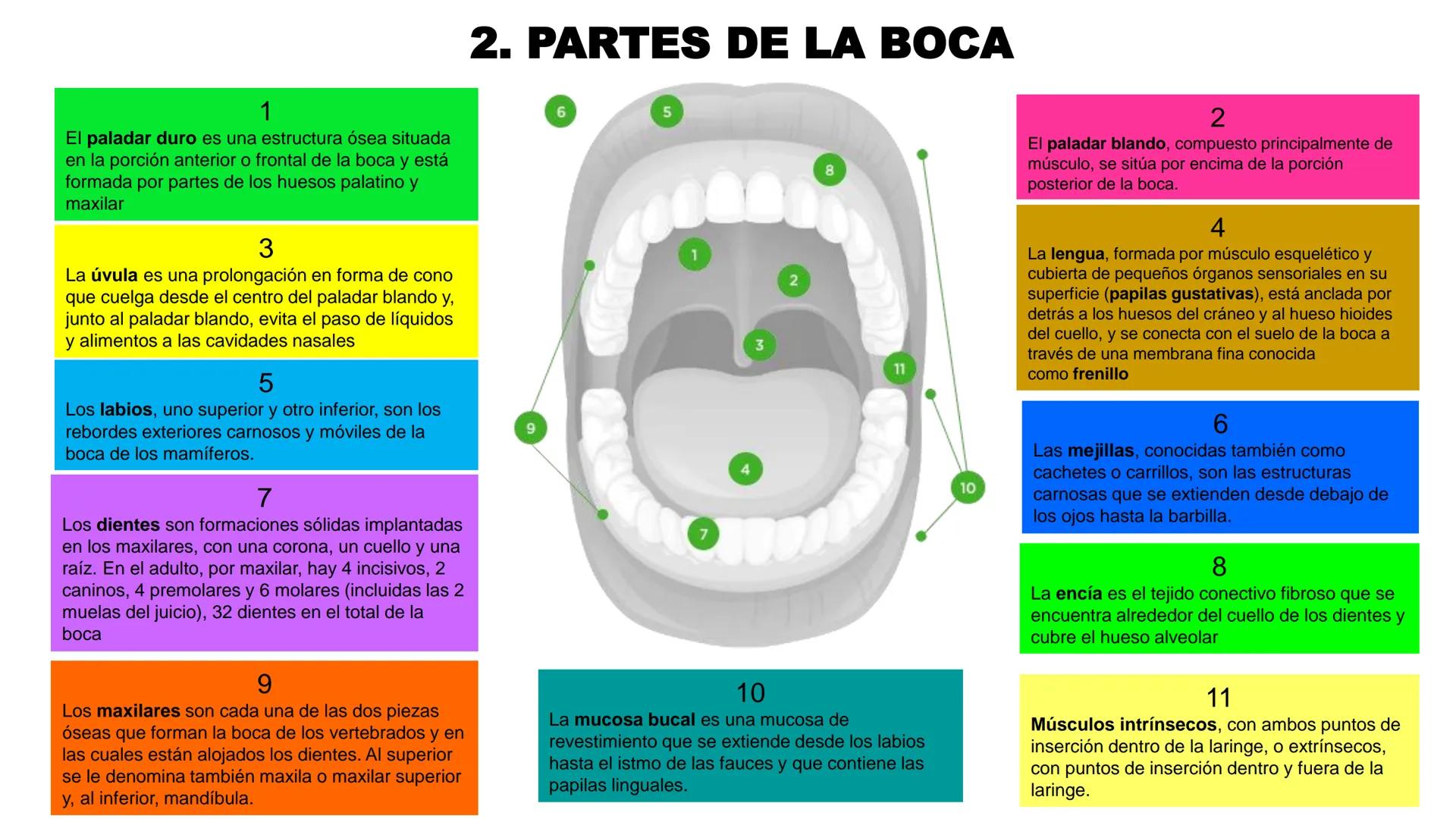INSTITUTO
DE EDUCACION SUPERIOR TECNOLOGICO PUBLICO
* AYAVIRI *
Anatomía y Fisiología de
la Cavidad Oral
UNIDAD DIDACTICA: SALUD BUCAL # 1.