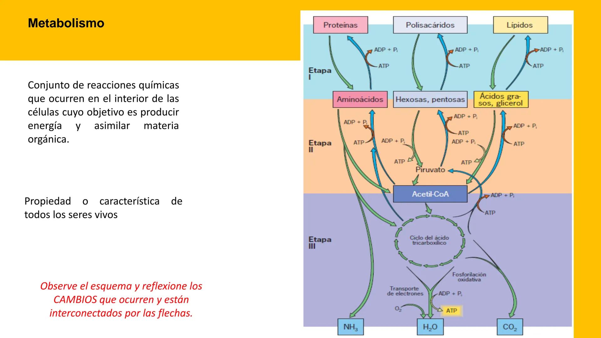 # UPN
UNIVERSIDAD
PRIVADA
DEL NORTE ↑
UNIDAD 3: FÍSICA APLICADA A LOS PROCESOS CELULARES
SEMANA N°9
BIOENERGÉTICA I
CARRERA DE MEDICINA Int
