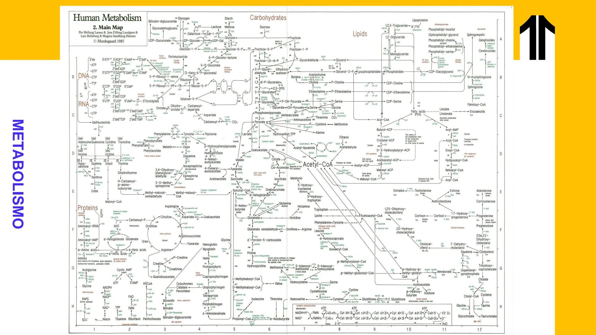 # UPN
UNIVERSIDAD
PRIVADA
DEL NORTE ↑
UNIDAD 3: FÍSICA APLICADA A LOS PROCESOS CELULARES
SEMANA N°9
BIOENERGÉTICA I
CARRERA DE MEDICINA Int