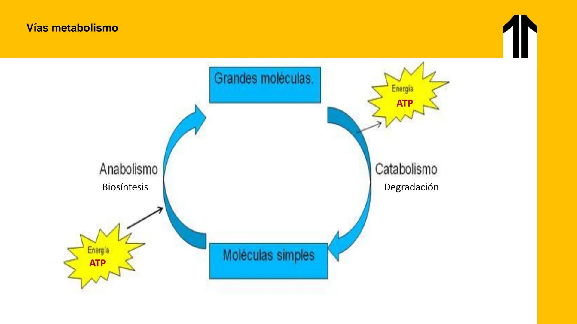 # UPN
UNIVERSIDAD
PRIVADA
DEL NORTE ↑
UNIDAD 3: FÍSICA APLICADA A LOS PROCESOS CELULARES
SEMANA N°9
BIOENERGÉTICA I
CARRERA DE MEDICINA Int