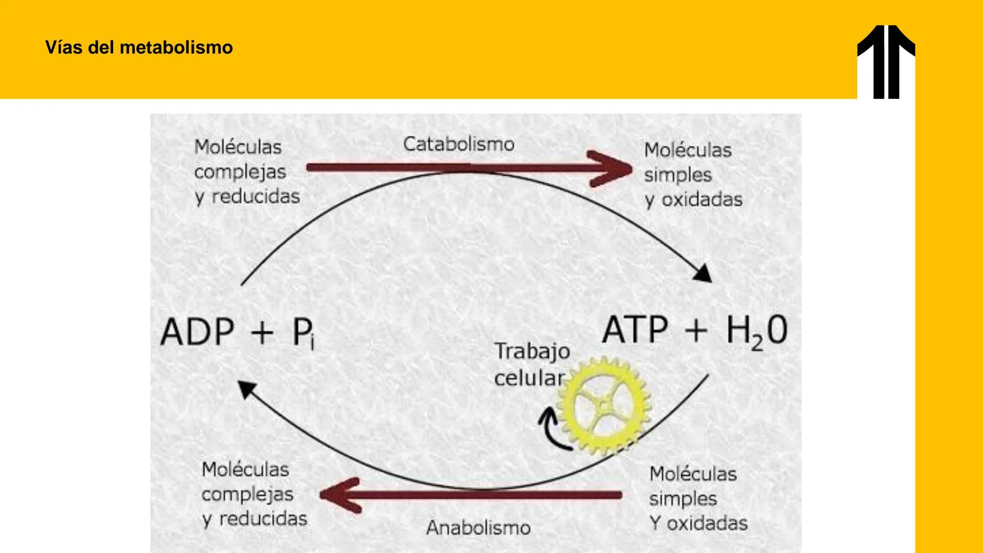 # UPN
UNIVERSIDAD
PRIVADA
DEL NORTE ↑
UNIDAD 3: FÍSICA APLICADA A LOS PROCESOS CELULARES
SEMANA N°9
BIOENERGÉTICA I
CARRERA DE MEDICINA Int
