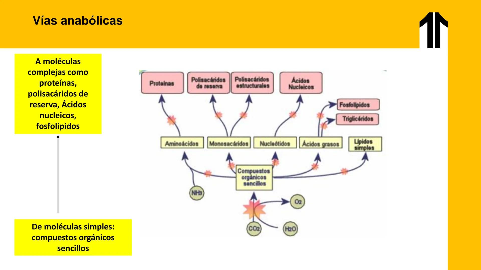 # UPN
UNIVERSIDAD
PRIVADA
DEL NORTE ↑
UNIDAD 3: FÍSICA APLICADA A LOS PROCESOS CELULARES
SEMANA N°9
BIOENERGÉTICA I
CARRERA DE MEDICINA Int