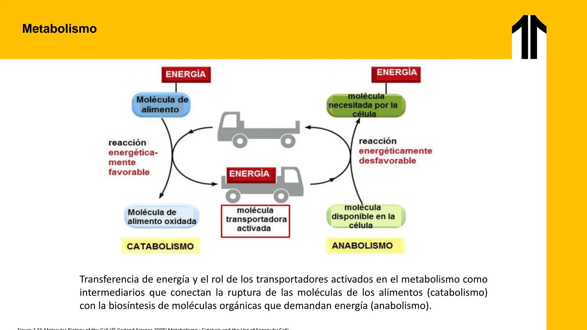# UPN
UNIVERSIDAD
PRIVADA
DEL NORTE ↑
UNIDAD 3: FÍSICA APLICADA A LOS PROCESOS CELULARES
SEMANA N°9
BIOENERGÉTICA I
CARRERA DE MEDICINA Int