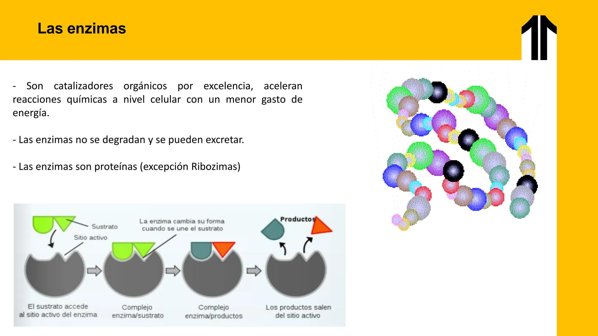 # UPN
UNIVERSIDAD
PRIVADA
DEL NORTE ↑
UNIDAD 3: FÍSICA APLICADA A LOS PROCESOS CELULARES
SEMANA N°9
BIOENERGÉTICA I
CARRERA DE MEDICINA Int