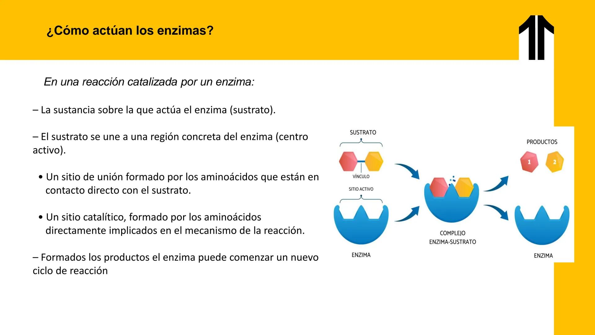 # UPN
UNIVERSIDAD
PRIVADA
DEL NORTE ↑
UNIDAD 3: FÍSICA APLICADA A LOS PROCESOS CELULARES
SEMANA N°9
BIOENERGÉTICA I
CARRERA DE MEDICINA Int