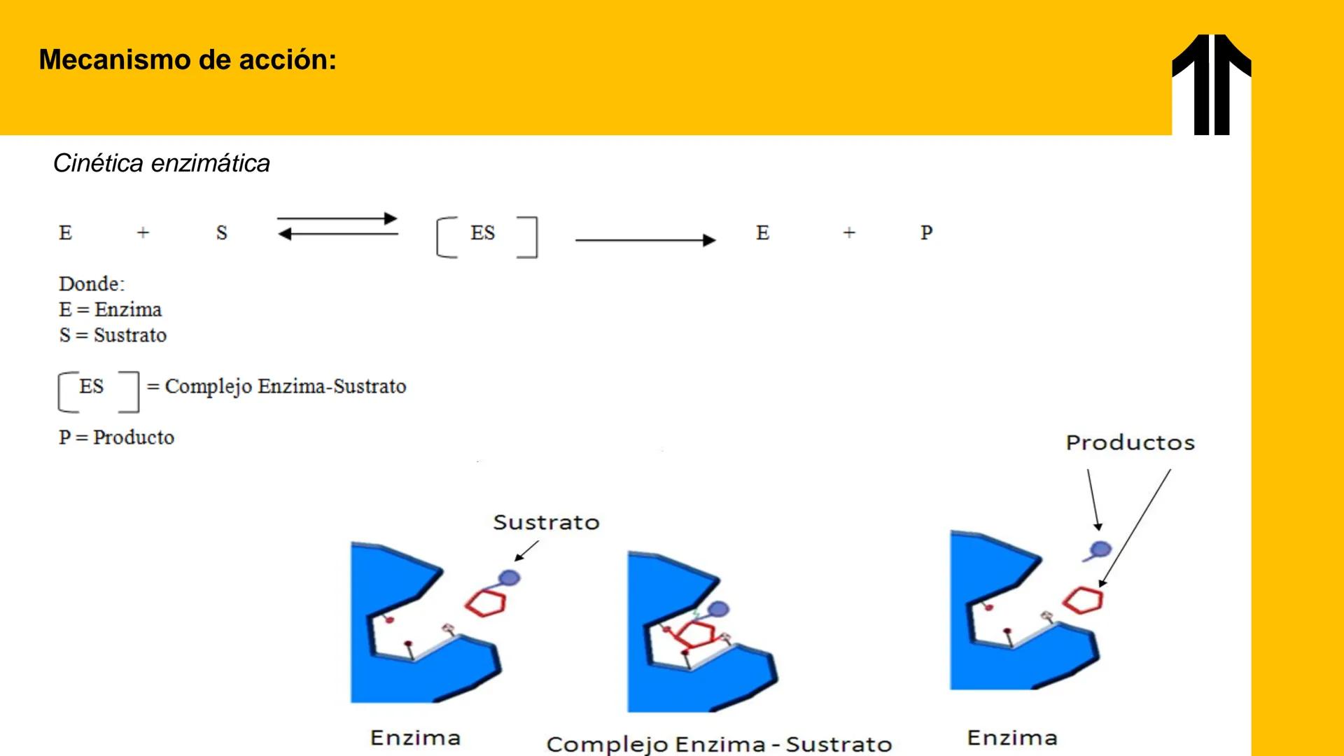 # UPN
UNIVERSIDAD
PRIVADA
DEL NORTE ↑
UNIDAD 3: FÍSICA APLICADA A LOS PROCESOS CELULARES
SEMANA N°9
BIOENERGÉTICA I
CARRERA DE MEDICINA Int