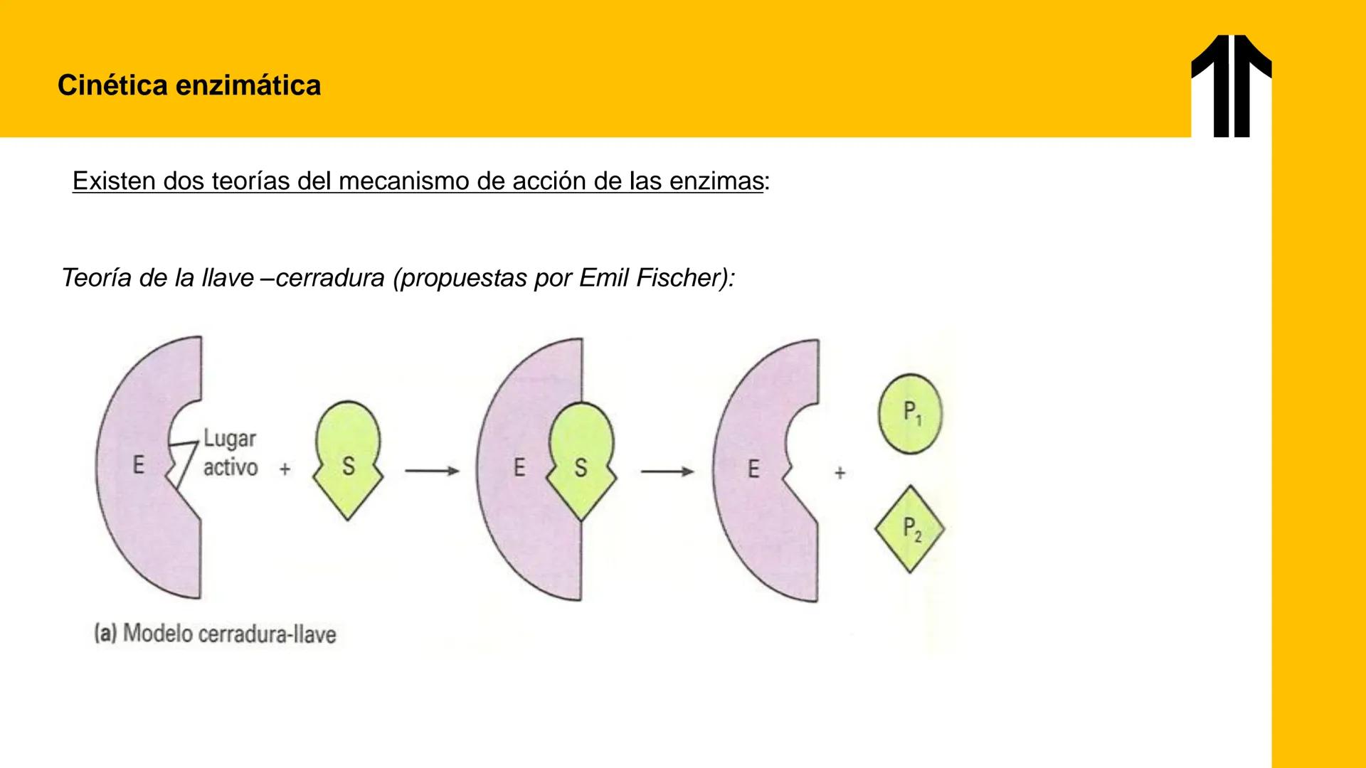 # UPN
UNIVERSIDAD
PRIVADA
DEL NORTE ↑
UNIDAD 3: FÍSICA APLICADA A LOS PROCESOS CELULARES
SEMANA N°9
BIOENERGÉTICA I
CARRERA DE MEDICINA Int