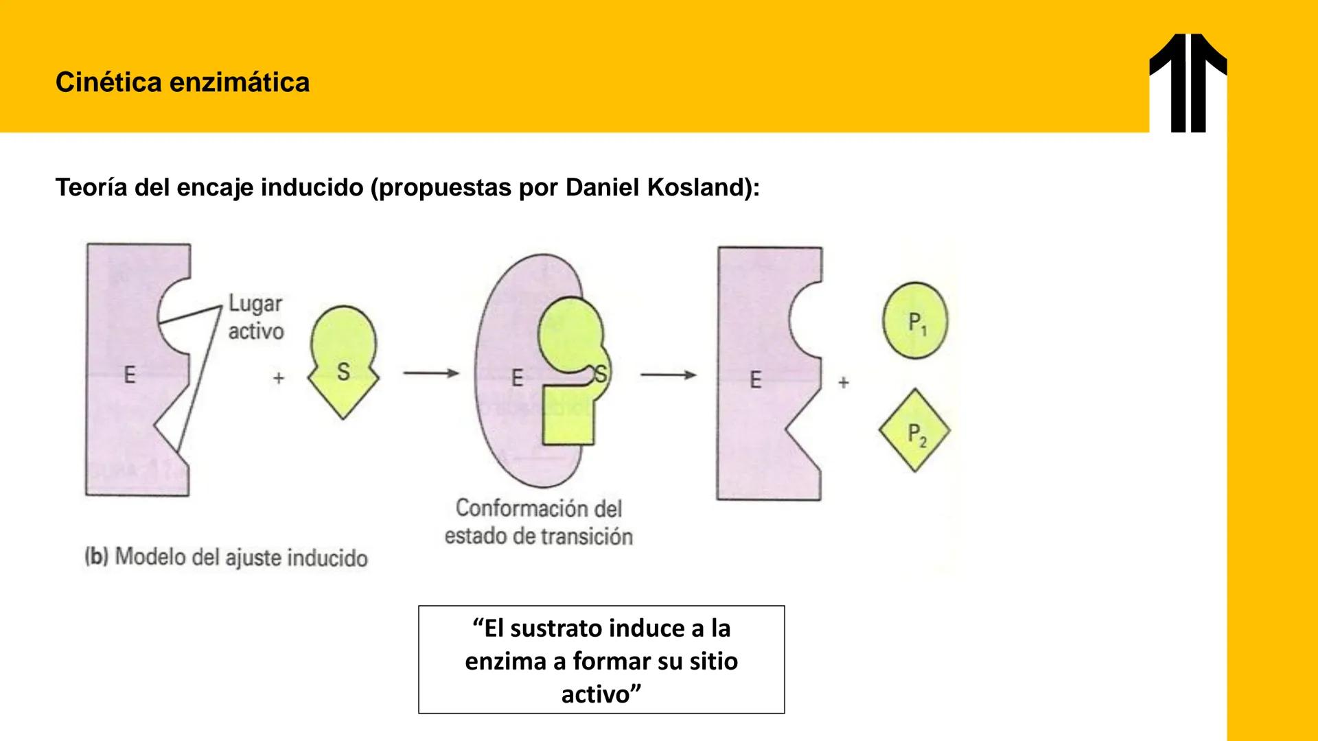 # UPN
UNIVERSIDAD
PRIVADA
DEL NORTE ↑
UNIDAD 3: FÍSICA APLICADA A LOS PROCESOS CELULARES
SEMANA N°9
BIOENERGÉTICA I
CARRERA DE MEDICINA Int