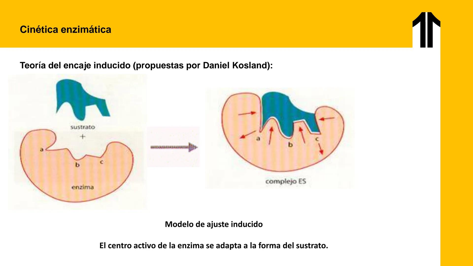 # UPN
UNIVERSIDAD
PRIVADA
DEL NORTE ↑
UNIDAD 3: FÍSICA APLICADA A LOS PROCESOS CELULARES
SEMANA N°9
BIOENERGÉTICA I
CARRERA DE MEDICINA Int