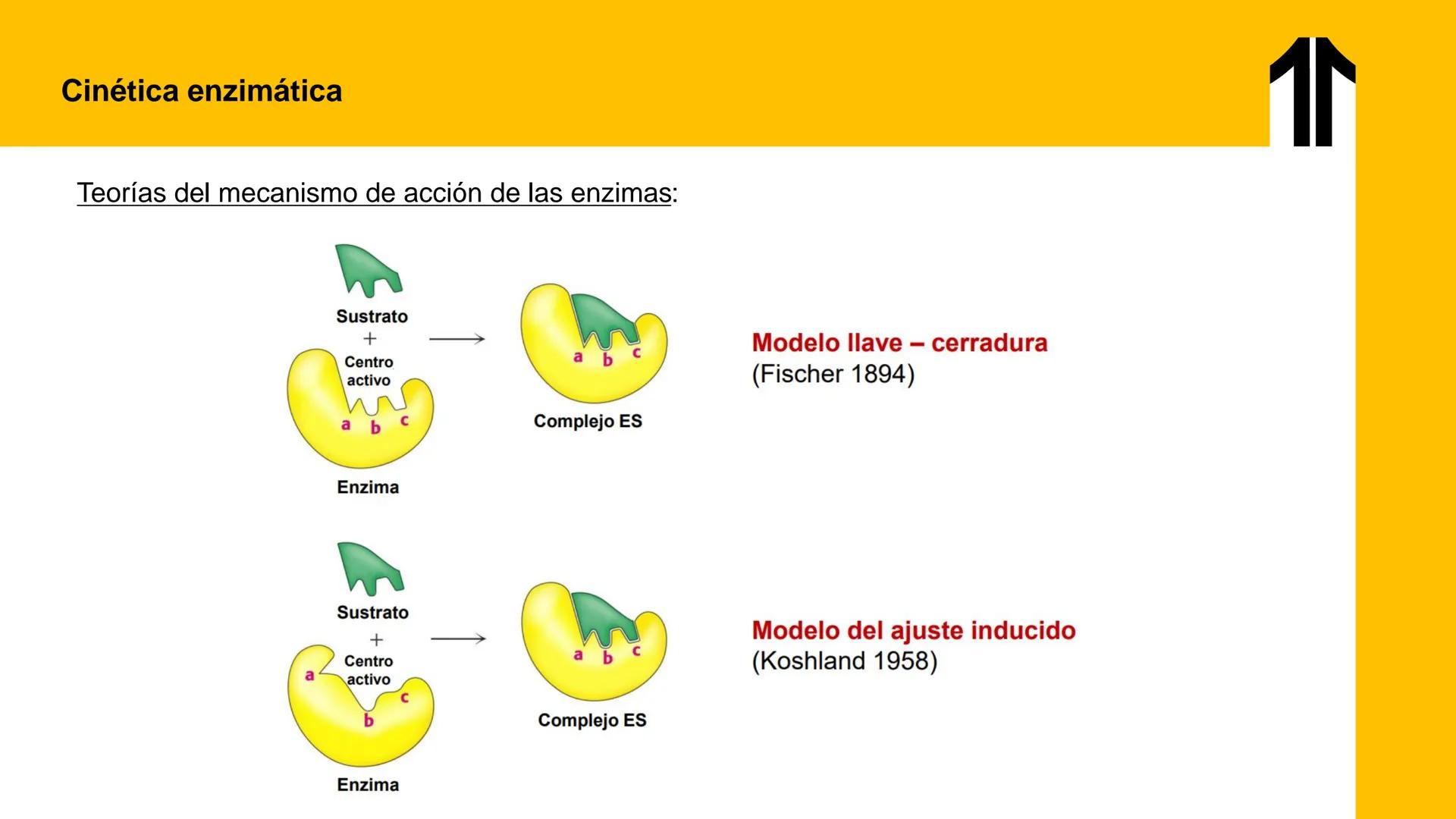 # UPN
UNIVERSIDAD
PRIVADA
DEL NORTE ↑
UNIDAD 3: FÍSICA APLICADA A LOS PROCESOS CELULARES
SEMANA N°9
BIOENERGÉTICA I
CARRERA DE MEDICINA Int