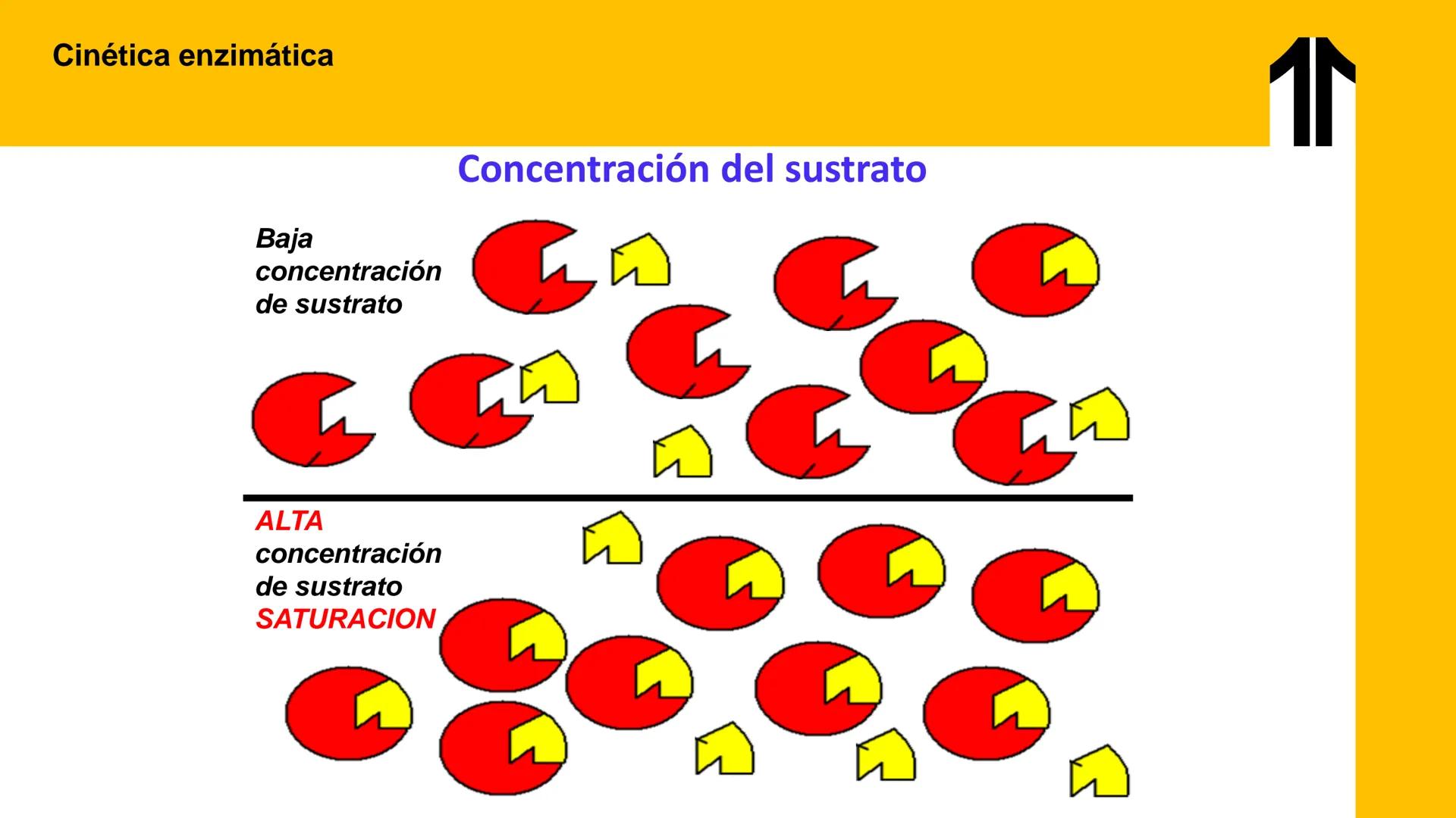 # UPN
UNIVERSIDAD
PRIVADA
DEL NORTE ↑
UNIDAD 3: FÍSICA APLICADA A LOS PROCESOS CELULARES
SEMANA N°9
BIOENERGÉTICA I
CARRERA DE MEDICINA Int