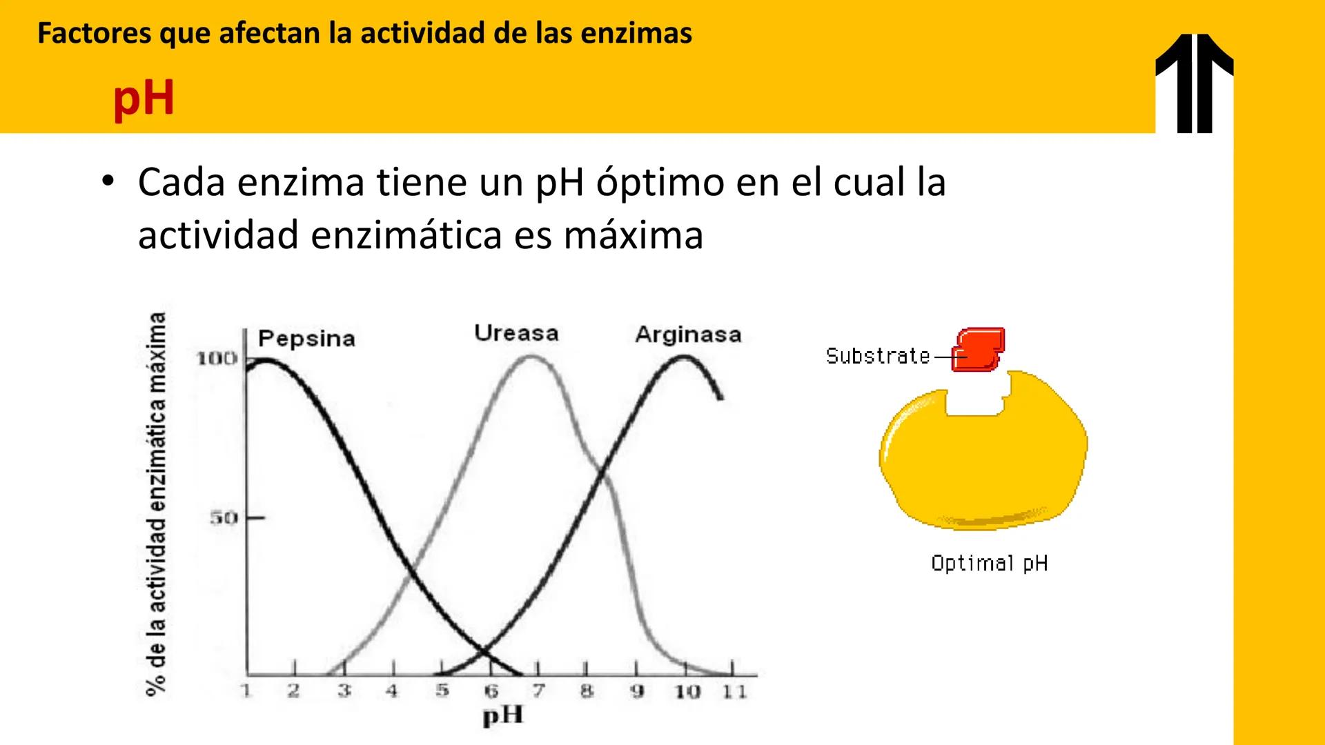 # UPN
UNIVERSIDAD
PRIVADA
DEL NORTE ↑
UNIDAD 3: FÍSICA APLICADA A LOS PROCESOS CELULARES
SEMANA N°9
BIOENERGÉTICA I
CARRERA DE MEDICINA Int