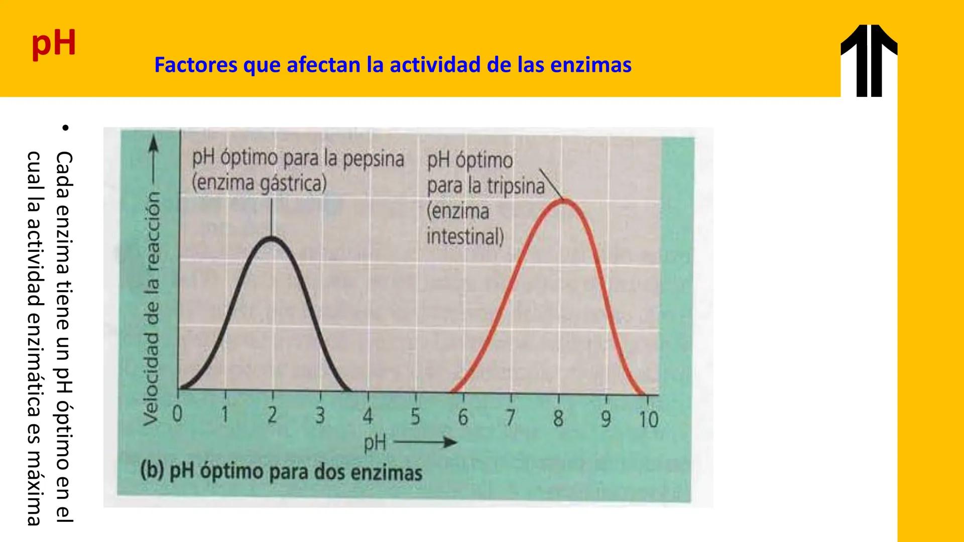 # UPN
UNIVERSIDAD
PRIVADA
DEL NORTE ↑
UNIDAD 3: FÍSICA APLICADA A LOS PROCESOS CELULARES
SEMANA N°9
BIOENERGÉTICA I
CARRERA DE MEDICINA Int