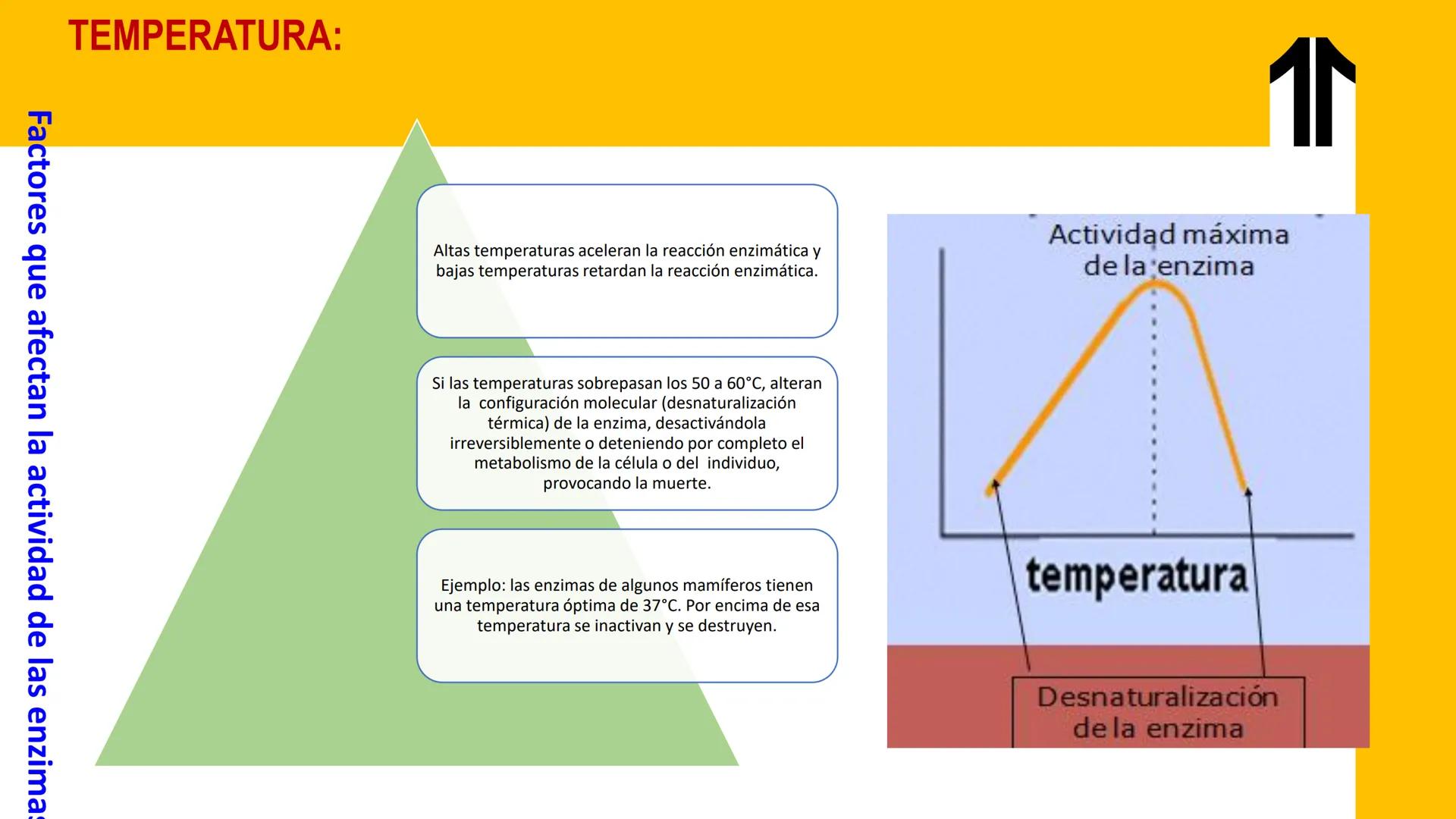 # UPN
UNIVERSIDAD
PRIVADA
DEL NORTE ↑
UNIDAD 3: FÍSICA APLICADA A LOS PROCESOS CELULARES
SEMANA N°9
BIOENERGÉTICA I
CARRERA DE MEDICINA Int