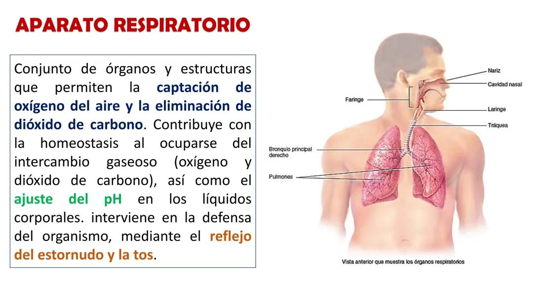 Sistema respiratorio
