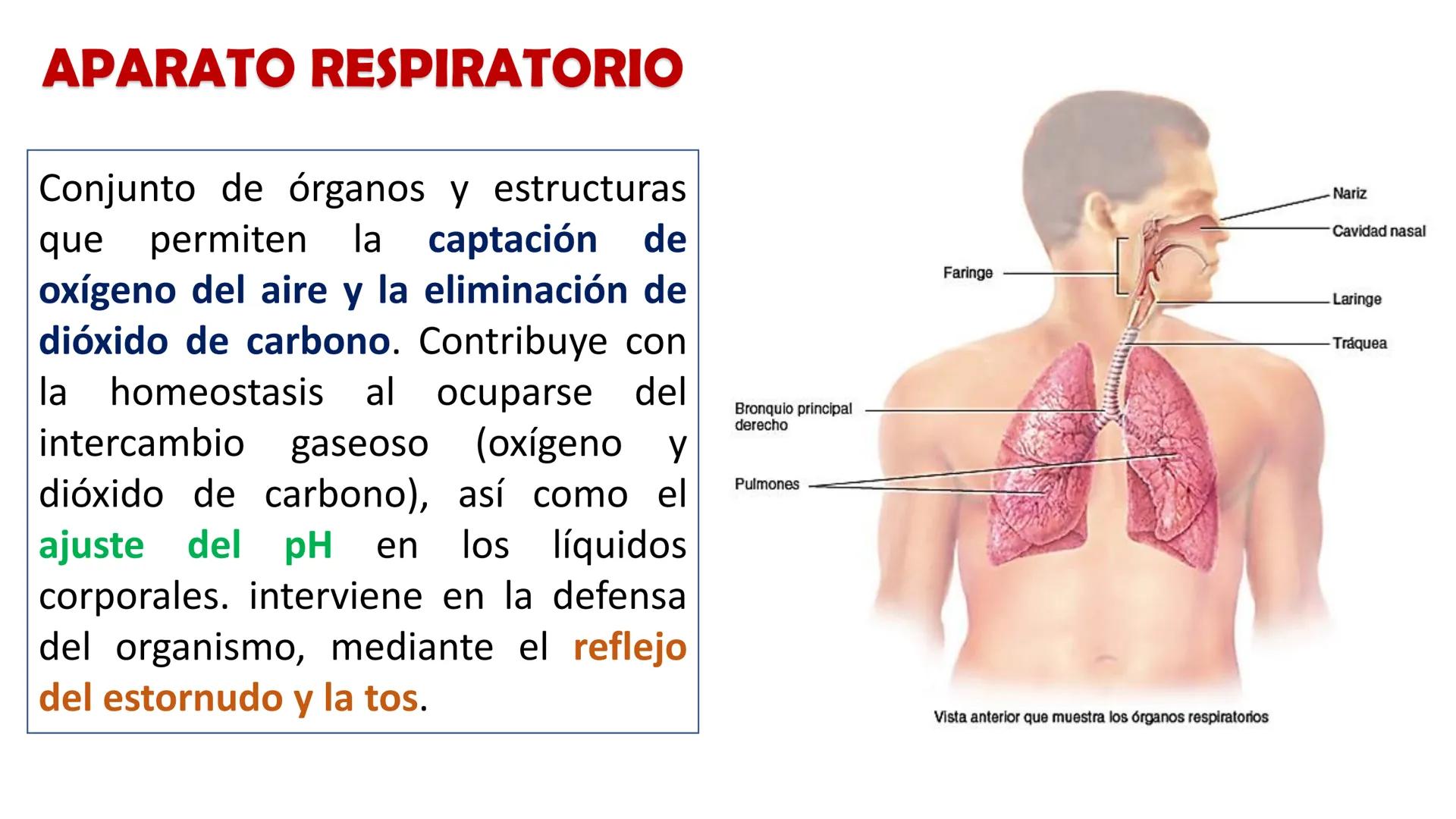 APARATO RESPIRATORIO
Conjunto de órganos y estructuras
que permiten la captación
de
oxígeno del aire y la eliminación de
dióxido de carbono.