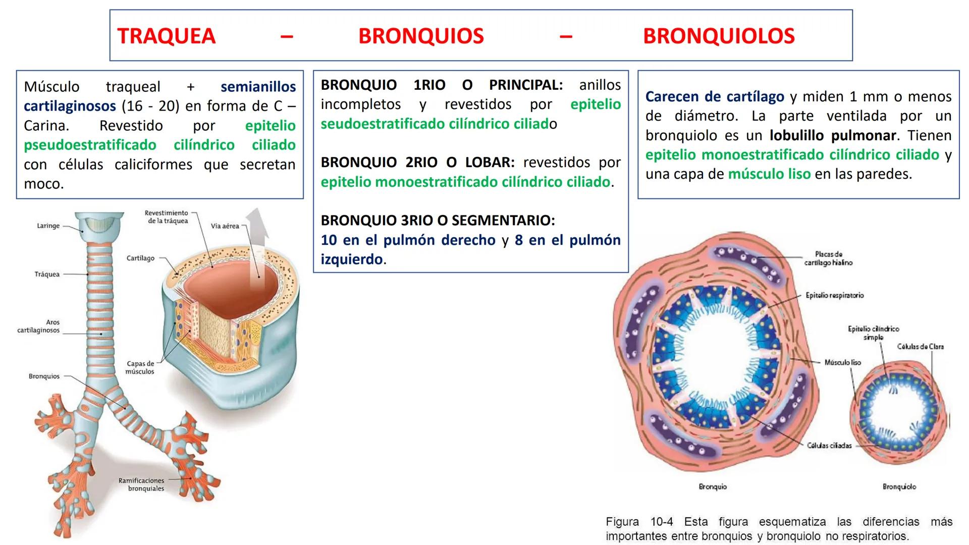 APARATO RESPIRATORIO
Conjunto de órganos y estructuras
que permiten la captación
de
oxígeno del aire y la eliminación de
dióxido de carbono.