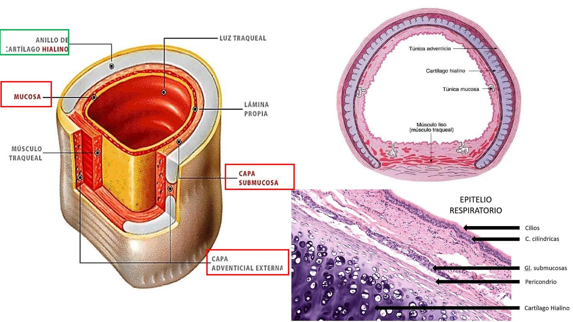 APARATO RESPIRATORIO
Conjunto de órganos y estructuras
que permiten la captación
de
oxígeno del aire y la eliminación de
dióxido de carbono.