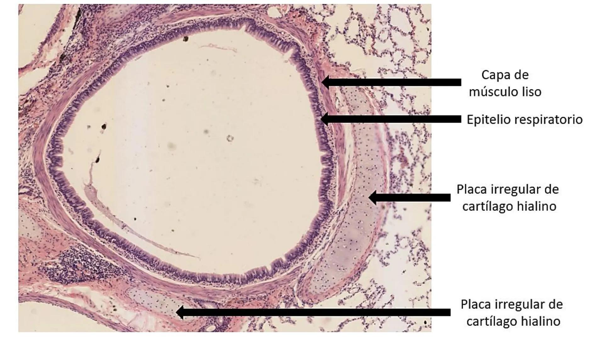 APARATO RESPIRATORIO
Conjunto de órganos y estructuras
que permiten la captación
de
oxígeno del aire y la eliminación de
dióxido de carbono.