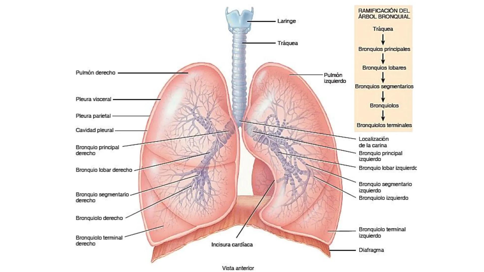 APARATO RESPIRATORIO
Conjunto de órganos y estructuras
que permiten la captación
de
oxígeno del aire y la eliminación de
dióxido de carbono.