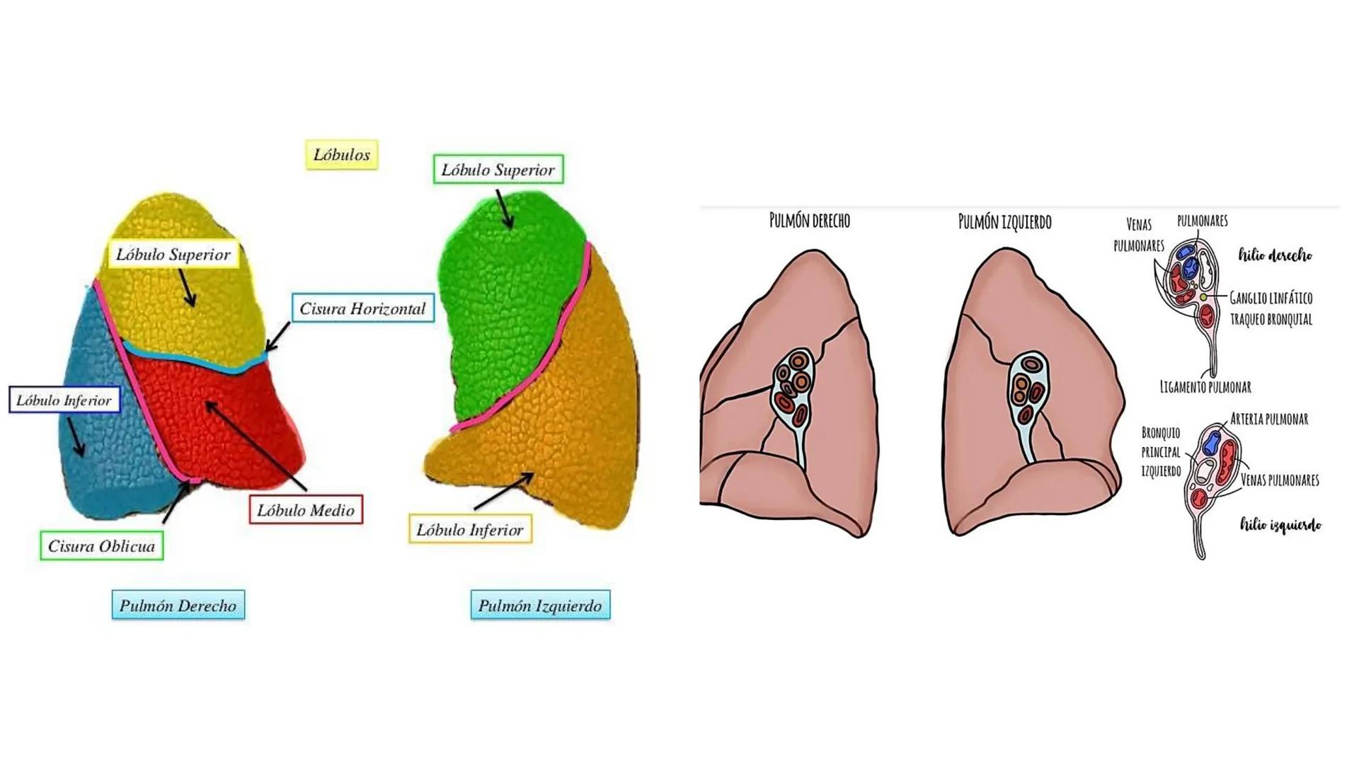 APARATO RESPIRATORIO
Conjunto de órganos y estructuras
que permiten la captación
de
oxígeno del aire y la eliminación de
dióxido de carbono.